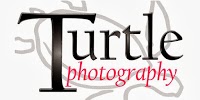 Turtle Photography 841036 Image 7