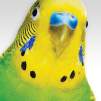 Budgie Print 858795 Image 0